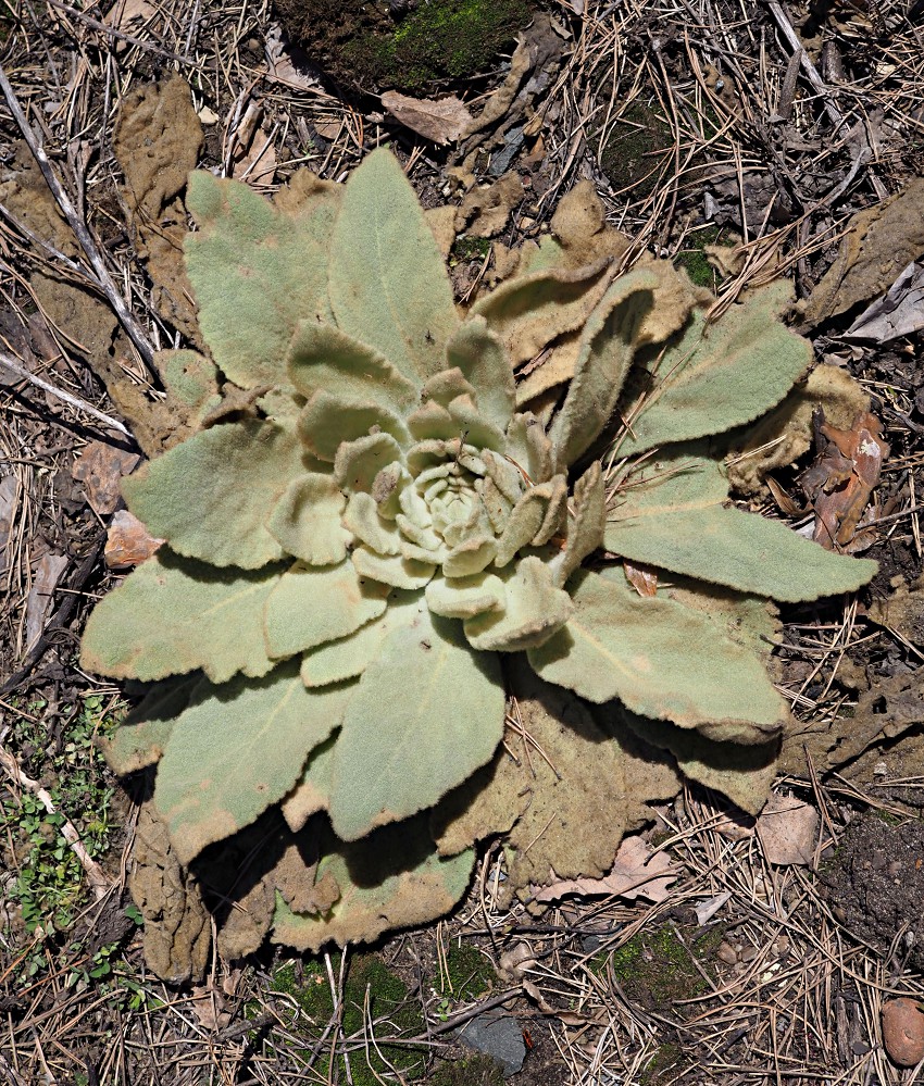 Изображение особи Verbascum thapsus.