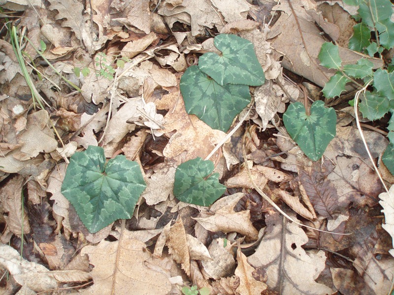 Image of Cyclamen hederifolium specimen.