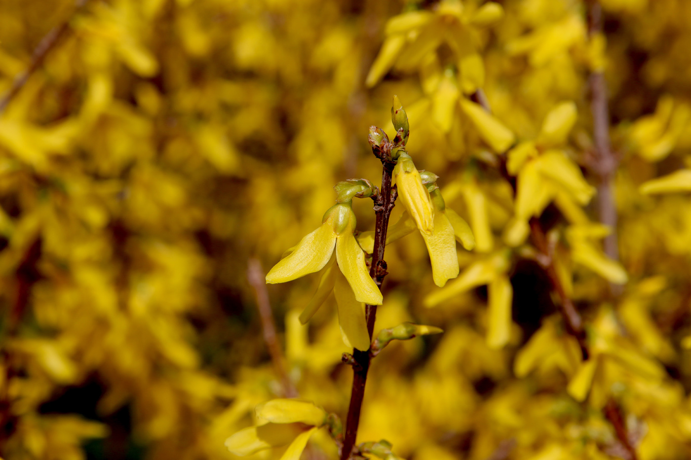 Изображение особи Forsythia &times; intermedia.