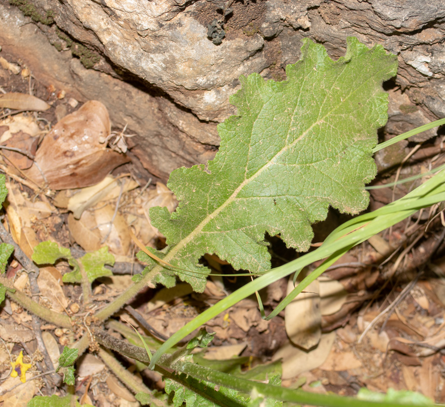 Image of Verbascum tripolitanum specimen.