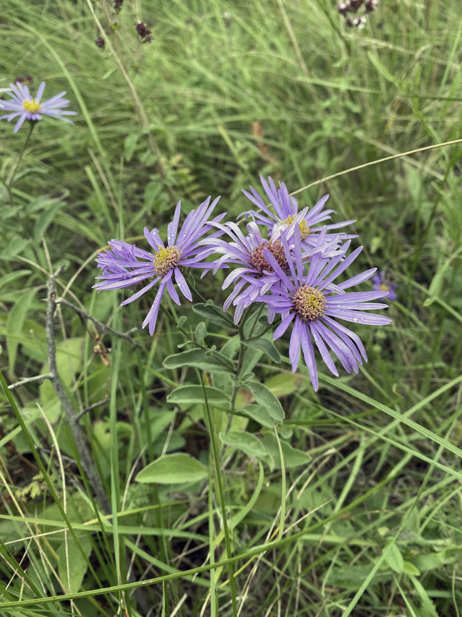 Изображение особи семейство Asteraceae.