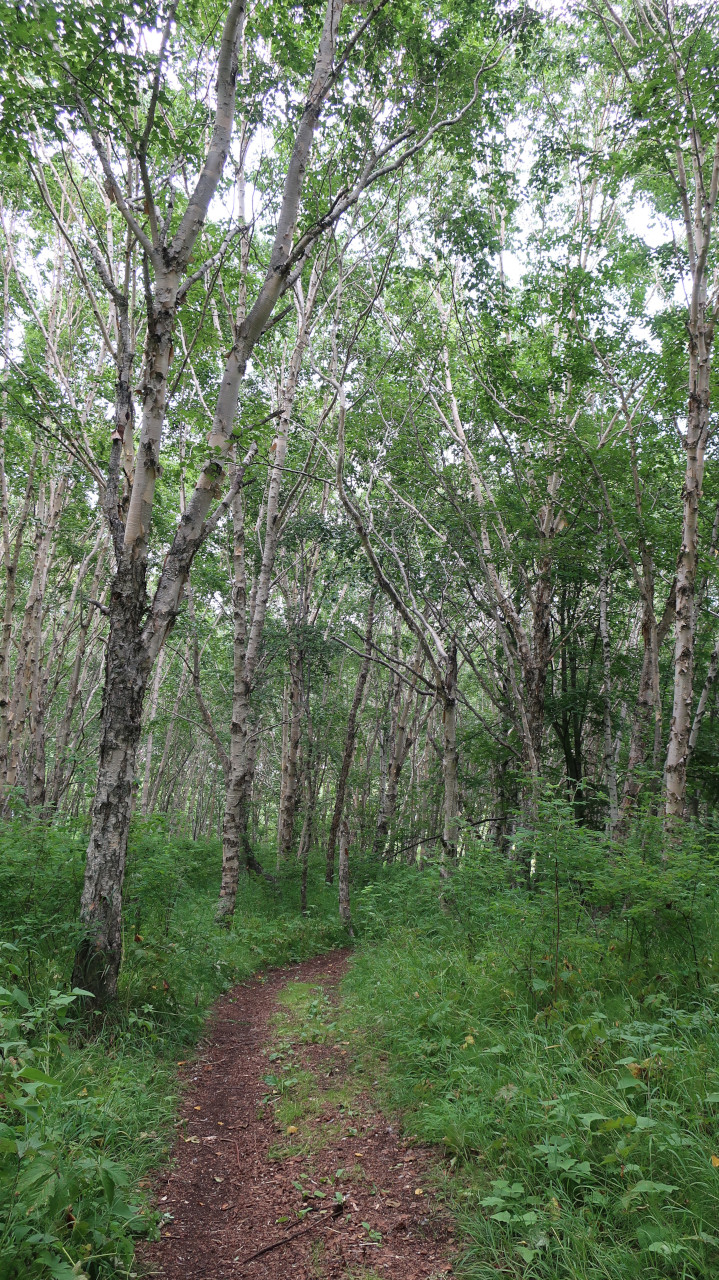 Image of Betula ermanii specimen.