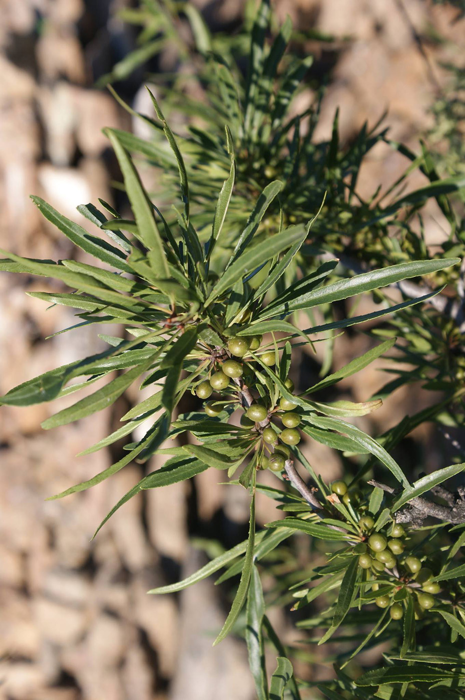 Image of Rhamnus erythroxylon specimen.