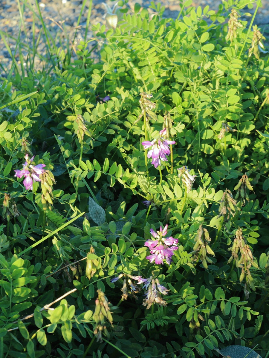 Image of Astragalus subpolaris specimen.