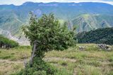 Juniperus oblonga. Взрослое растение. Дагестан, Гунибский р-н, окр. с. Гамсутль, ≈ 1400 м н.у.м., субальпийский луг. 29.07.2022.