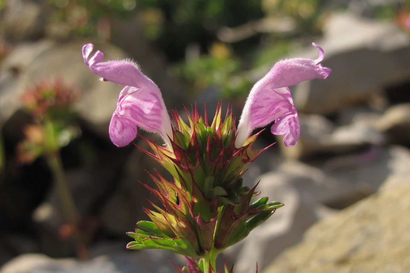 Изображение особи Lamium glaberrimum.