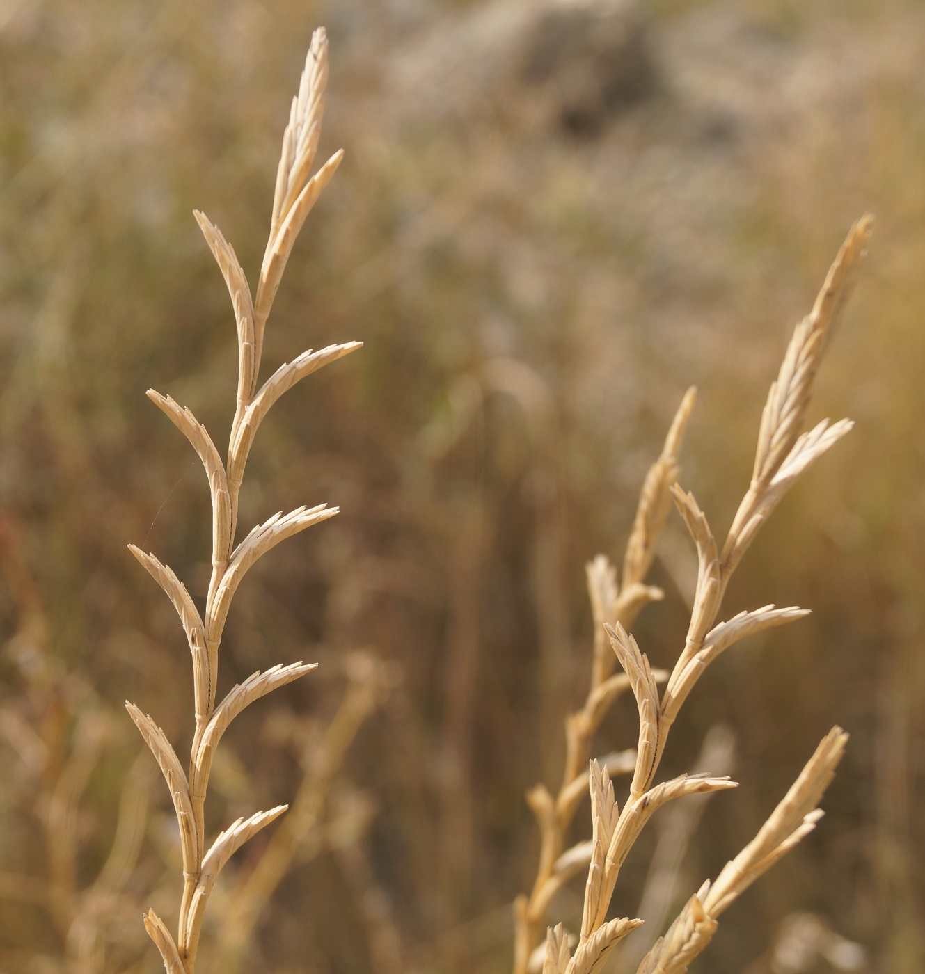 Image of Elytrigia obtusiflora specimen.