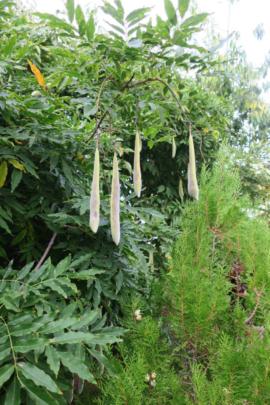 Изображение особи Wisteria sinensis.