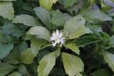 Pachysandra terminalis