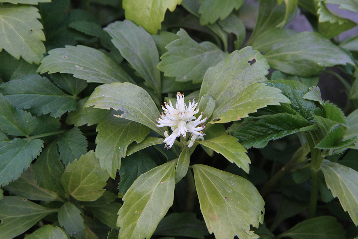 Изображение особи Pachysandra terminalis.