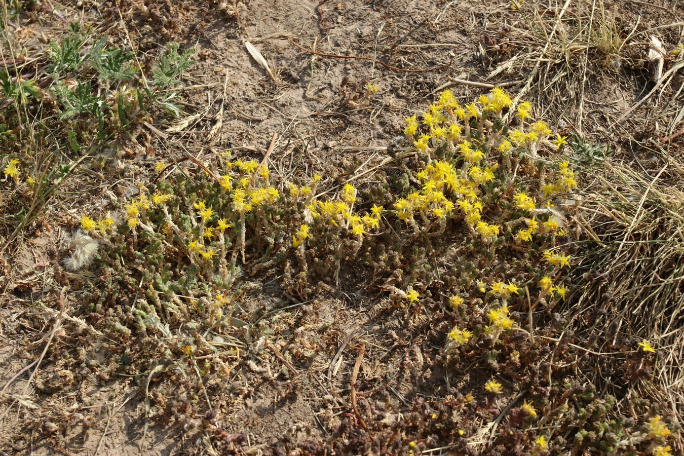 Изображение особи Sedum acre.