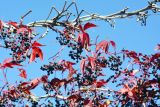 Parthenocissus quinquefolia