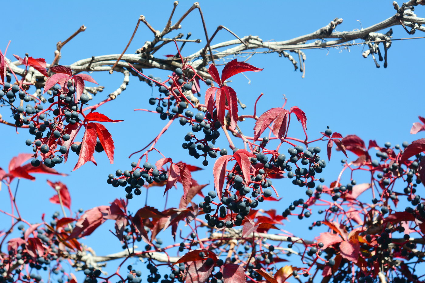 Image of Parthenocissus quinquefolia specimen.