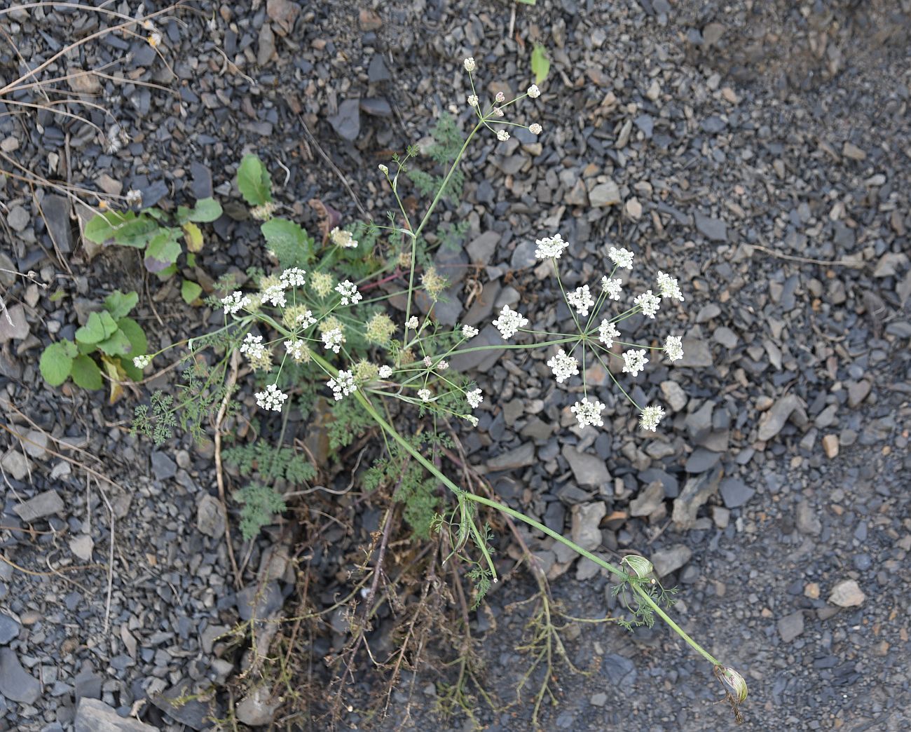 Image of Astrodaucus orientalis specimen.