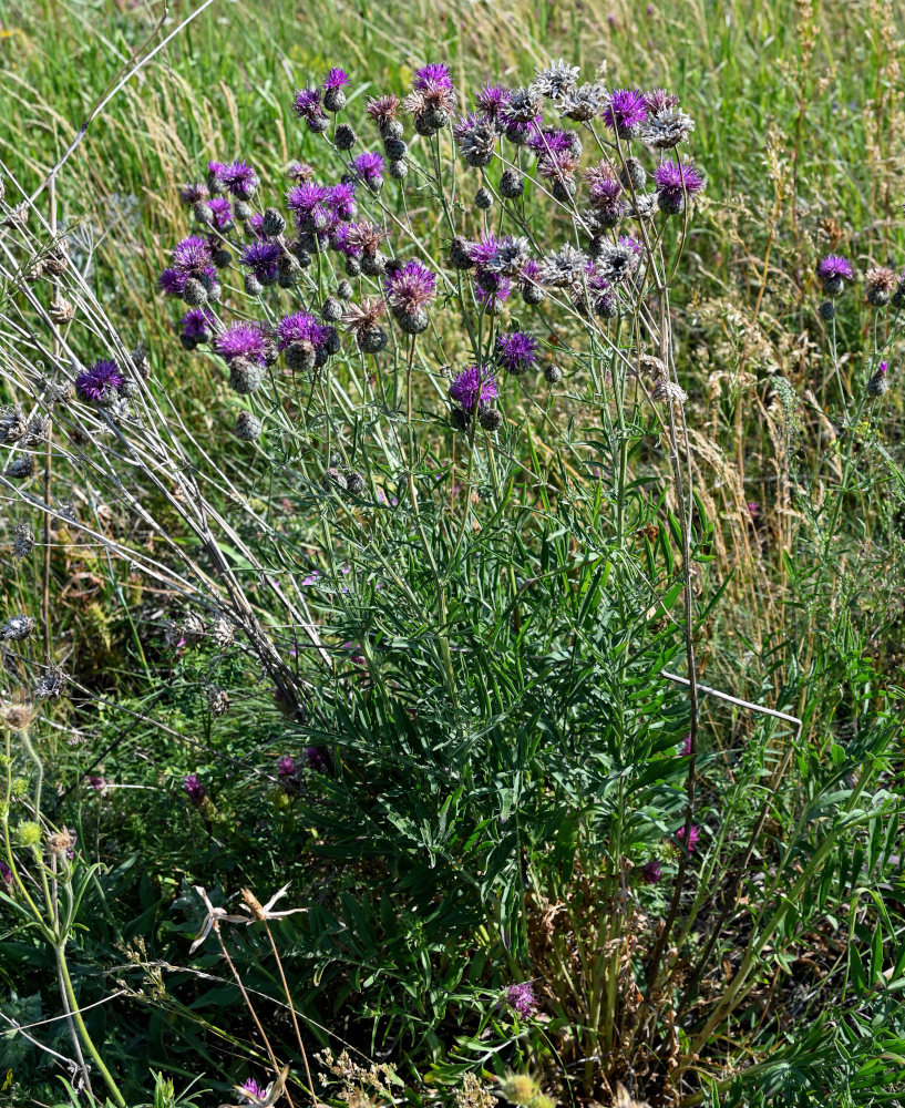 Image of Centaurea scabiosa specimen.