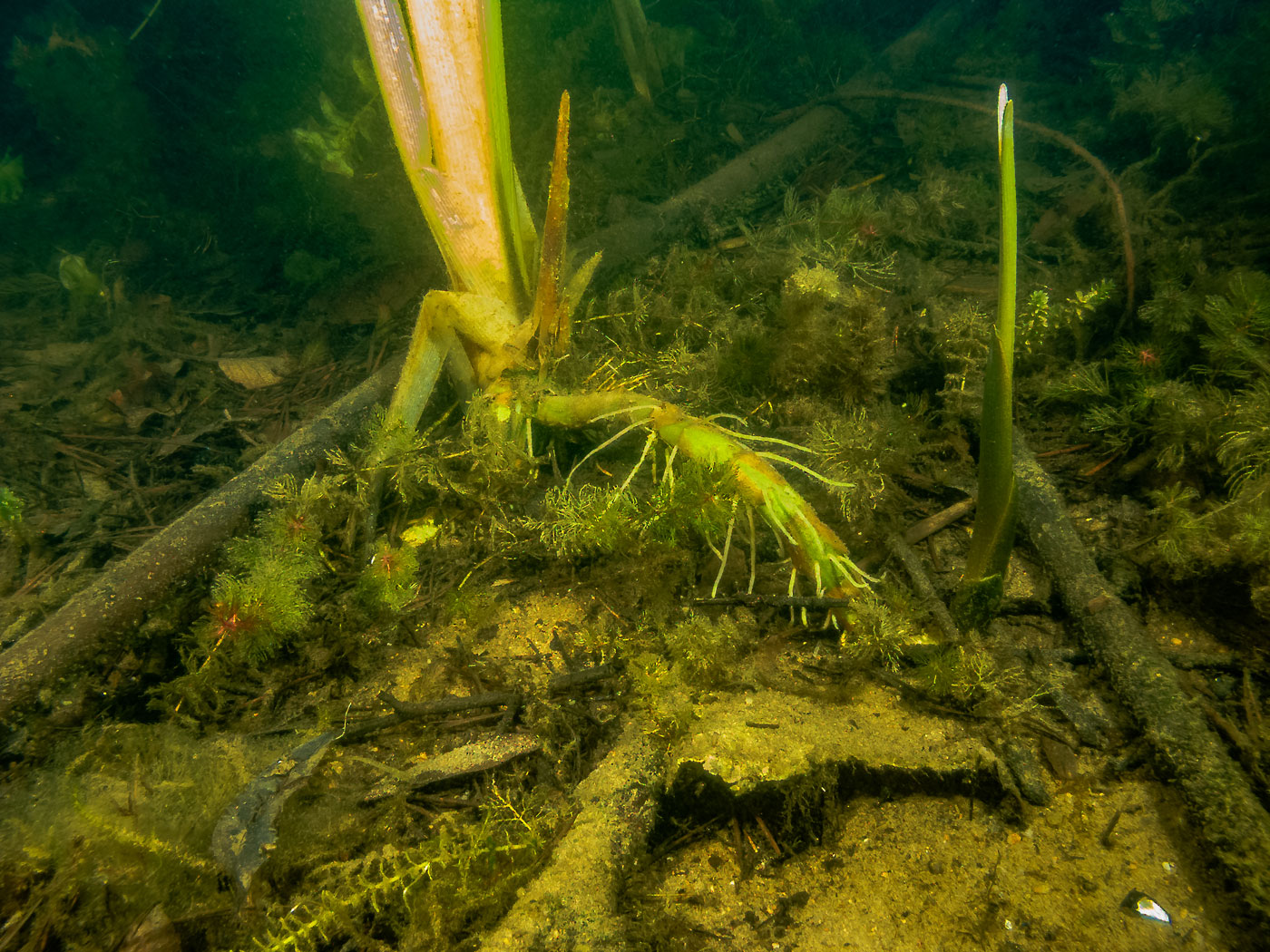 Изображение особи Typha latifolia.