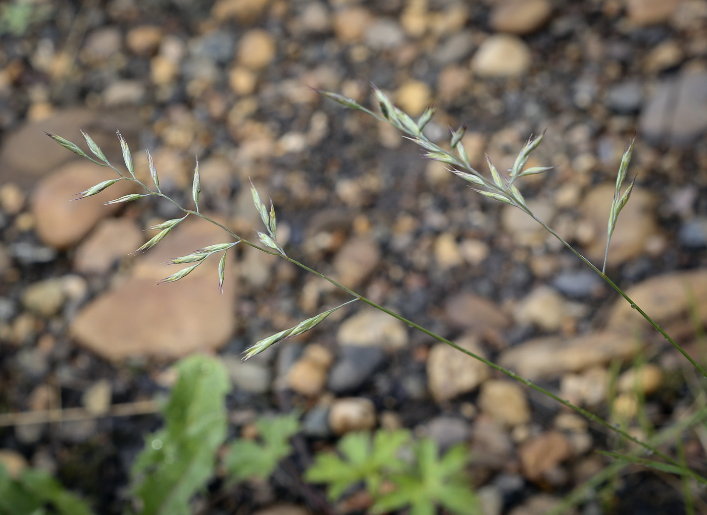 Изображение особи род Festuca.