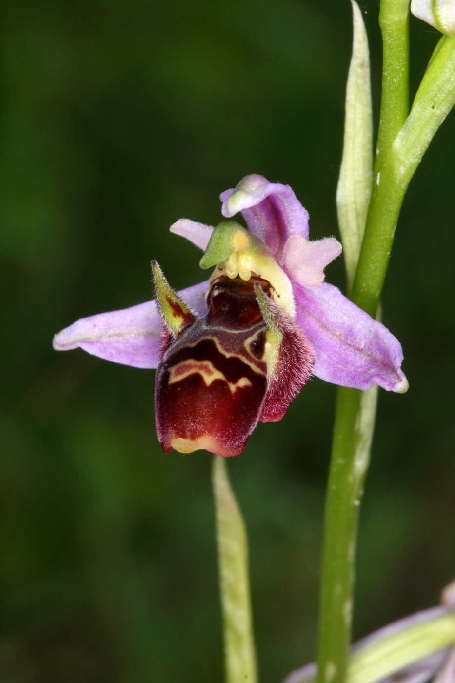 Изображение особи Ophrys oestrifera.