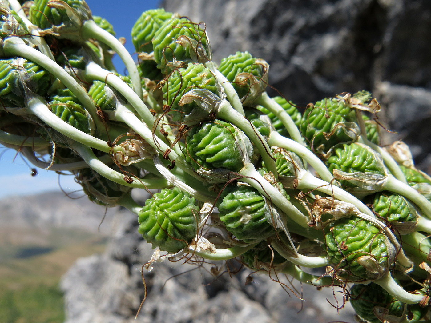 Image of Eremurus regelii specimen.