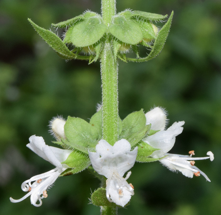 Изображение особи Ocimum basilicum.