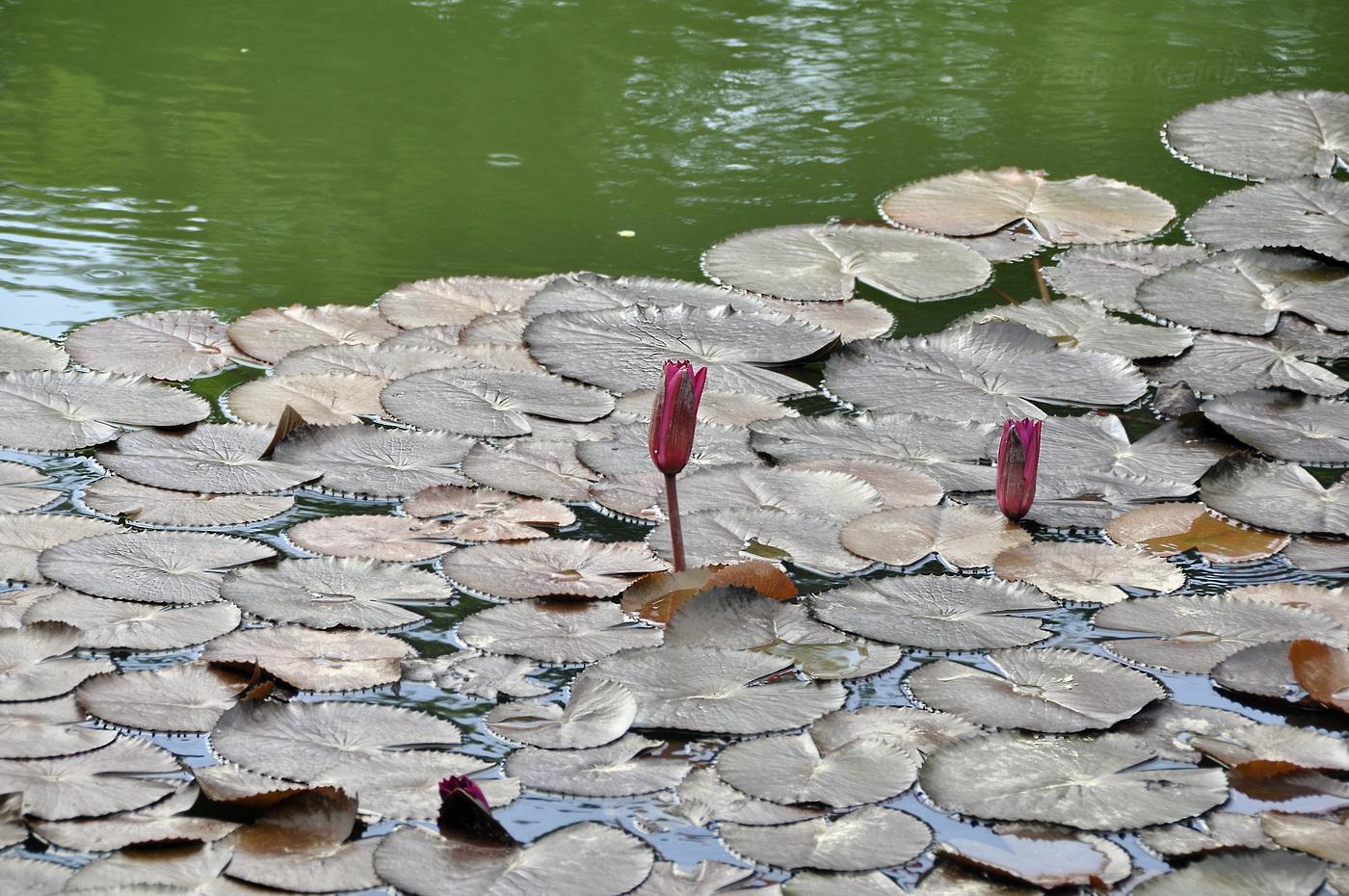 Изображение особи Nymphaea rubra.