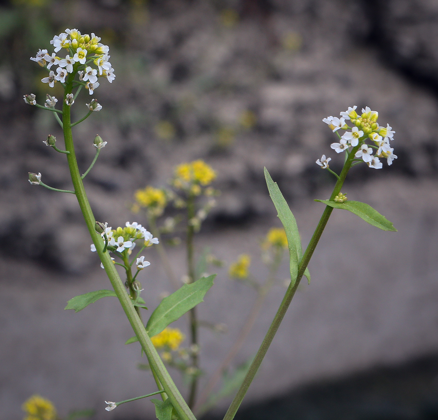 Изображение особи Calepina irregularis.