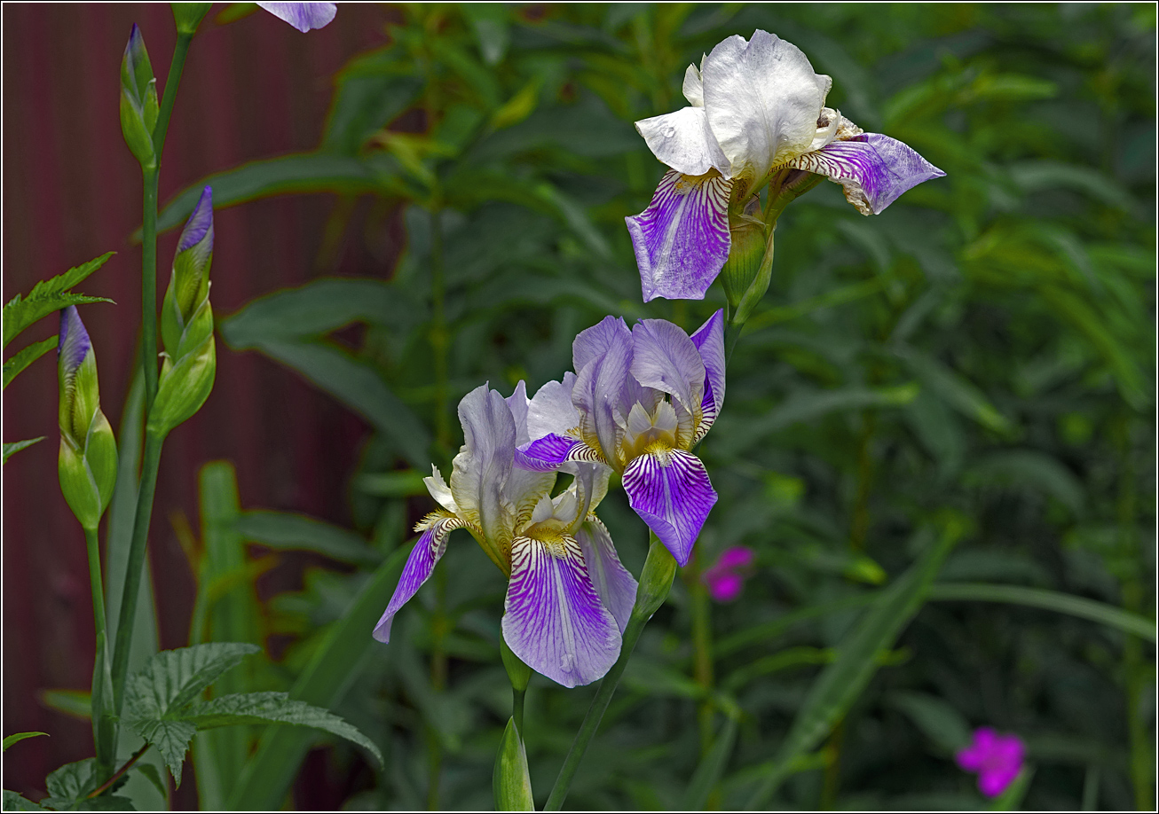 Изображение особи Iris &times; hybrida.