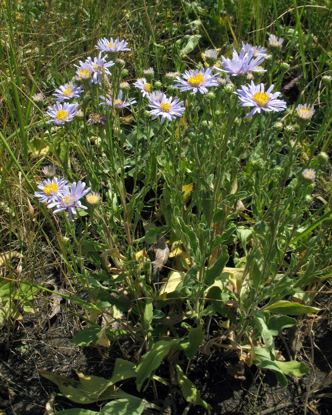 Image of Aster amellus specimen.