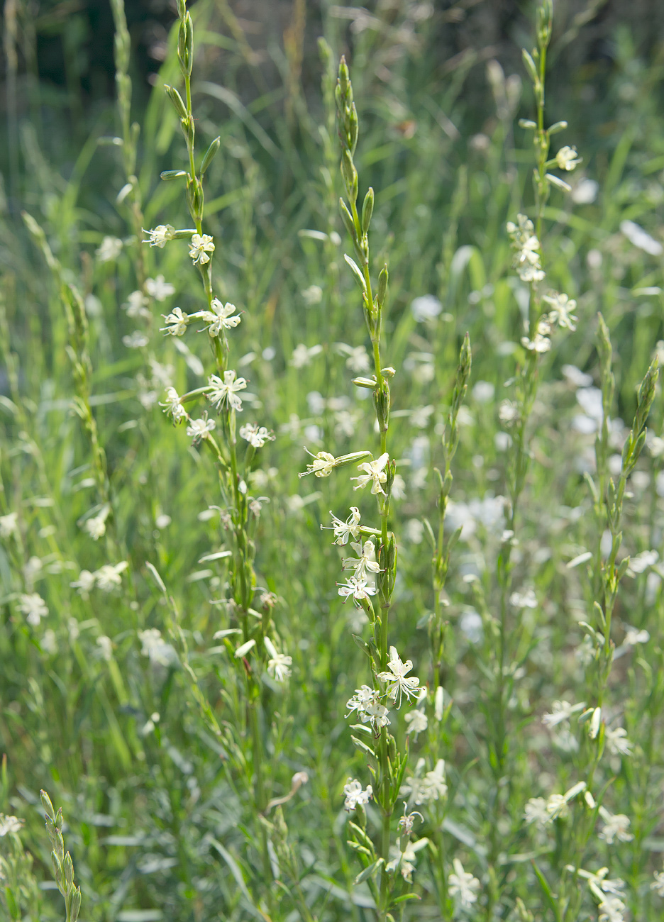 Изображение особи Silene tatarica.