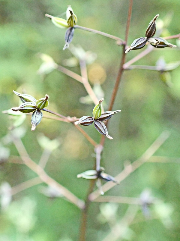 Image of Thalictrum minus specimen.