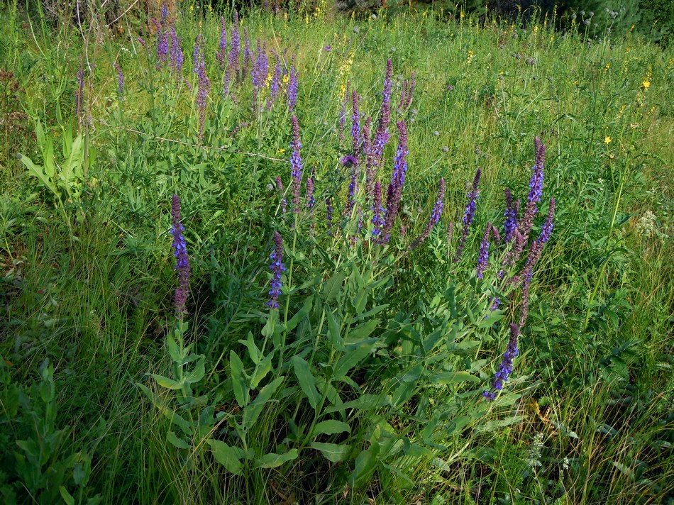 Image of Salvia tesquicola specimen.