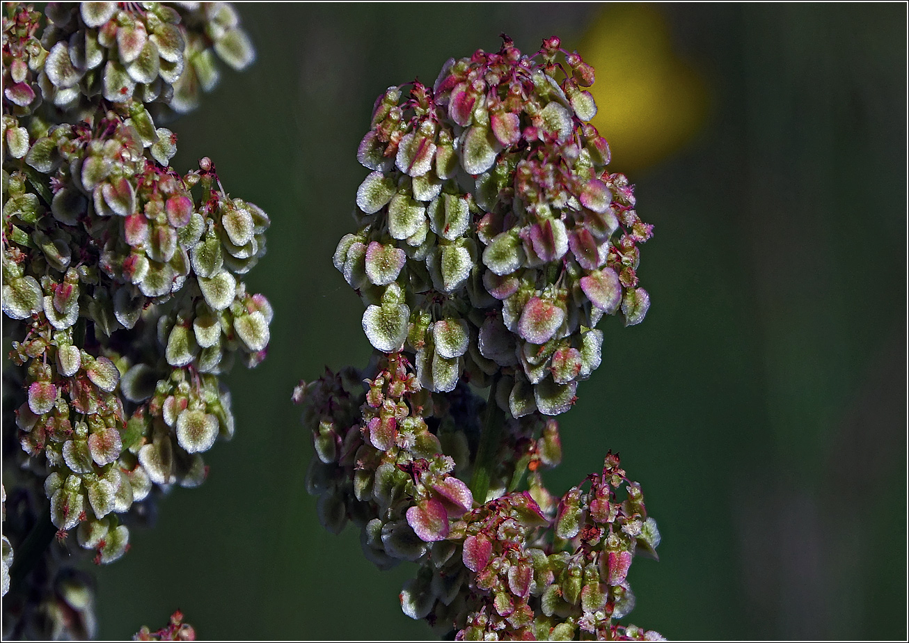 Изображение особи род Rumex.