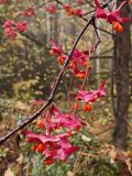 Euonymus macropterus. Часть ветви с соплодиями со вскрывшимися зрелыми плодами. Хабаровский край, окр. г. Комсомольск-на-Амуре, кедрово-широколиственный лес. 28.09.2024.