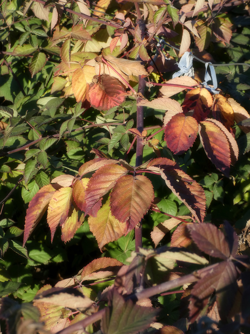 Изображение особи Rubus nessensis.