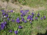 genus Campanula. Цветущие растения среди клевера. Чечня, Шаройский р-н, Снеговой хр., 1 км от пер. Цумандинский, выс. 2500 - 2600 м н.у.м., луг. 25 июня 2024 г.