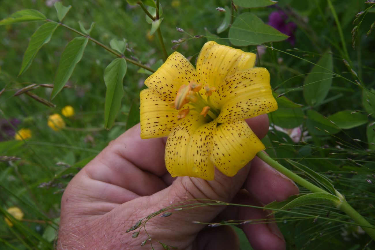 Image of genus Lilium specimen.