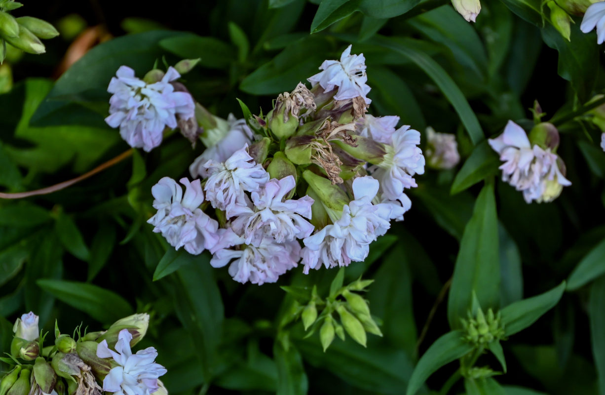 Image of Saponaria officinalis f. pleniflora specimen.