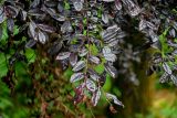 Loropetalum chinense variety rubrum. Верхушки побегов с бутонами (?) в каплях дождя. Китай, провинция Гуанси, рисовые террасы Лунцзи, опушка смешанного леса. 29.05.2024.