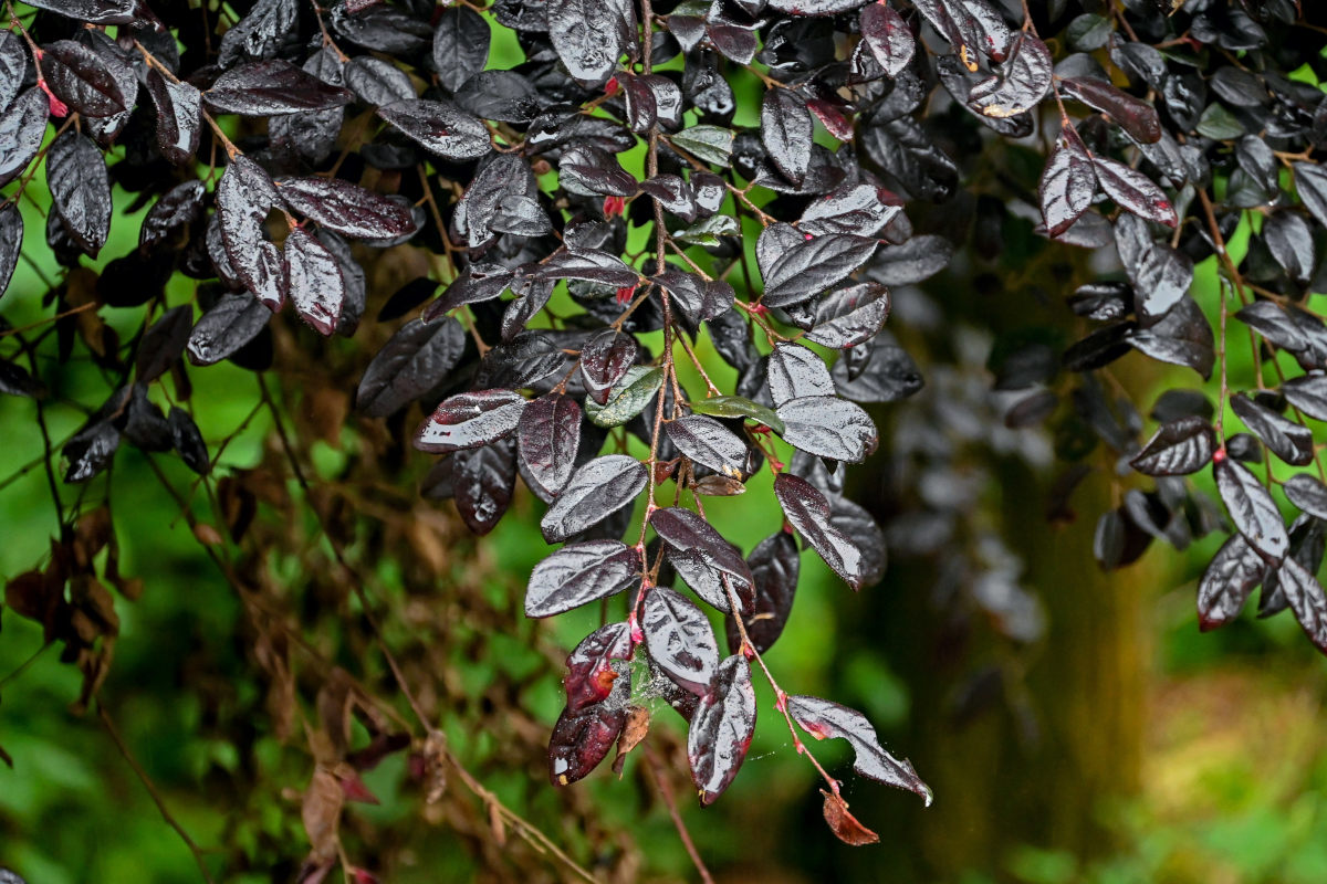 Изображение особи Loropetalum chinense var. rubrum.