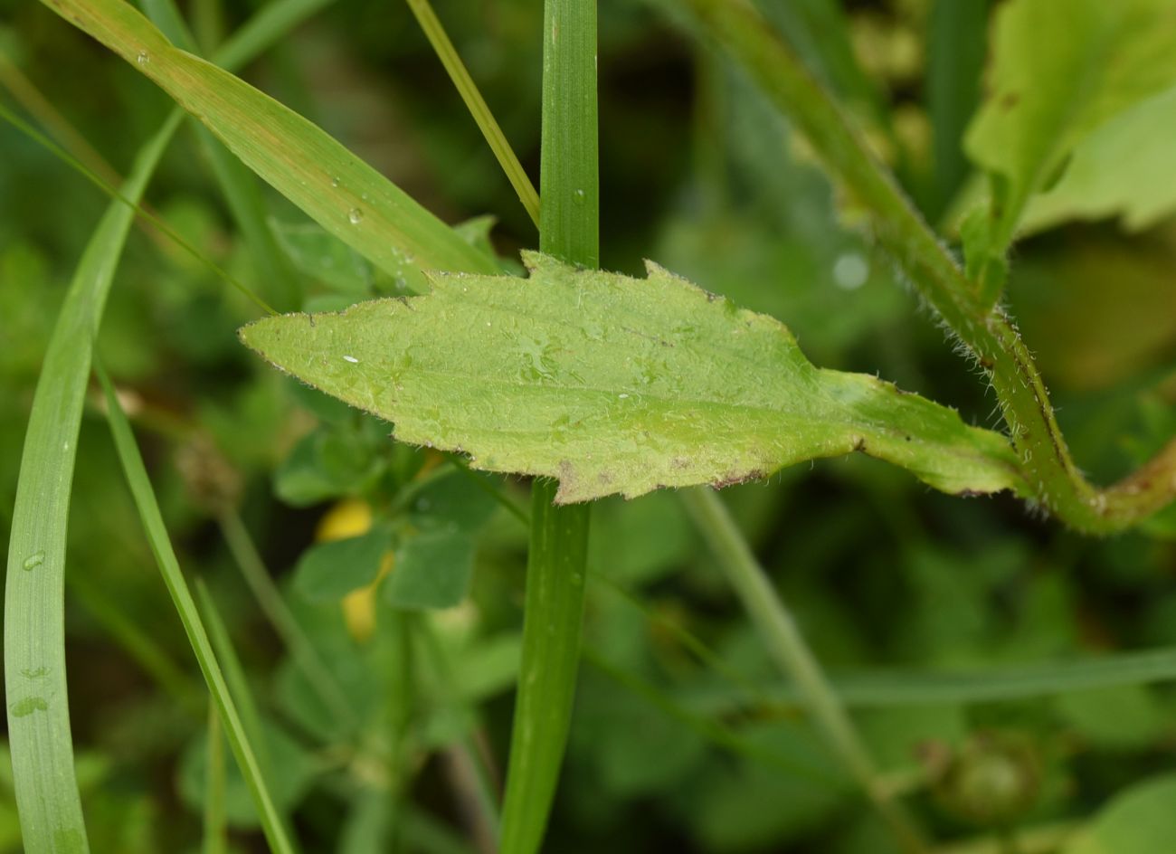 Image of Erigeron annuus specimen.