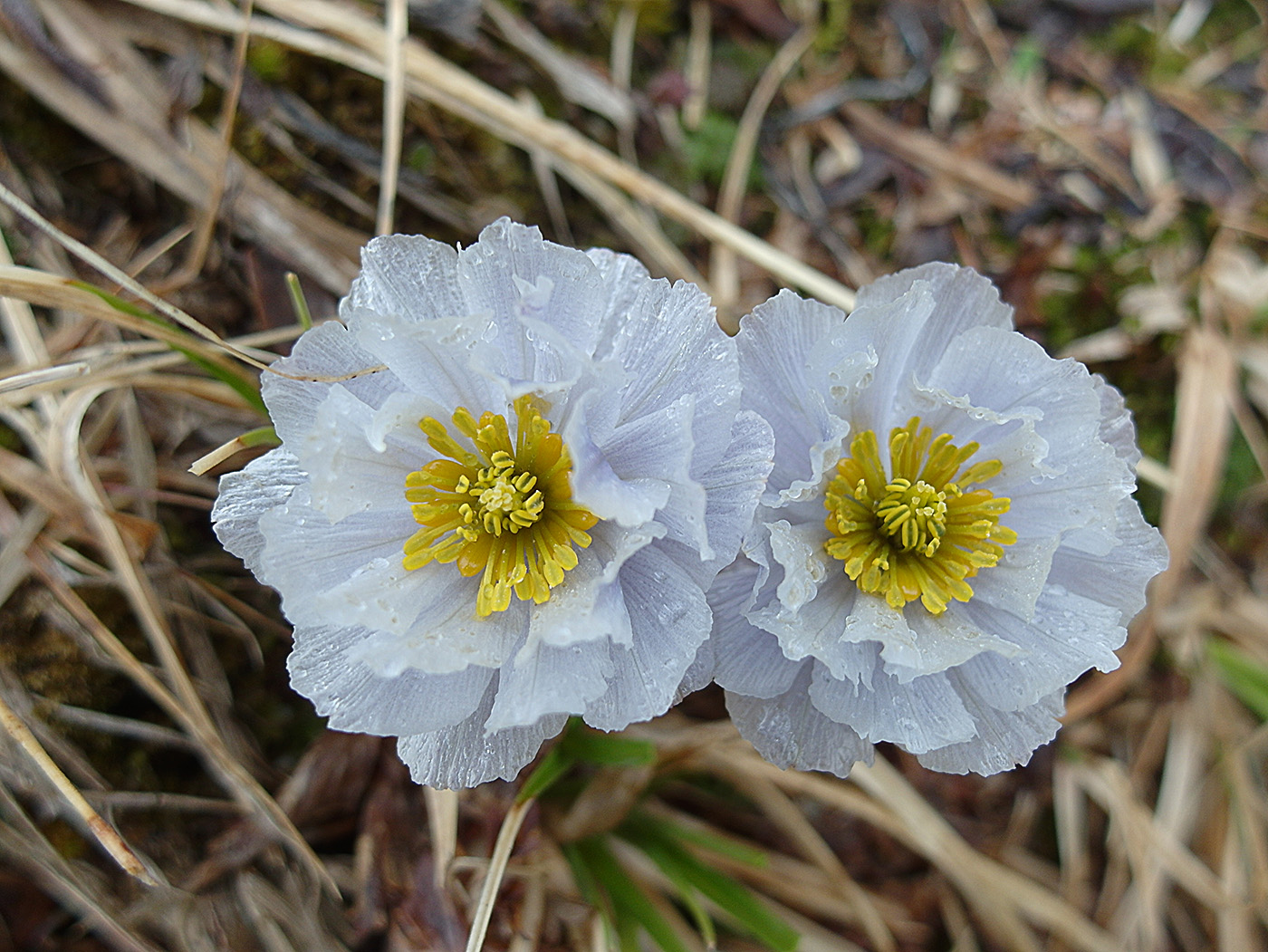 Изображение особи Trollius lilacinus.