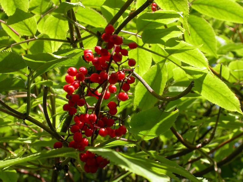 Изображение особи Sambucus sibirica.