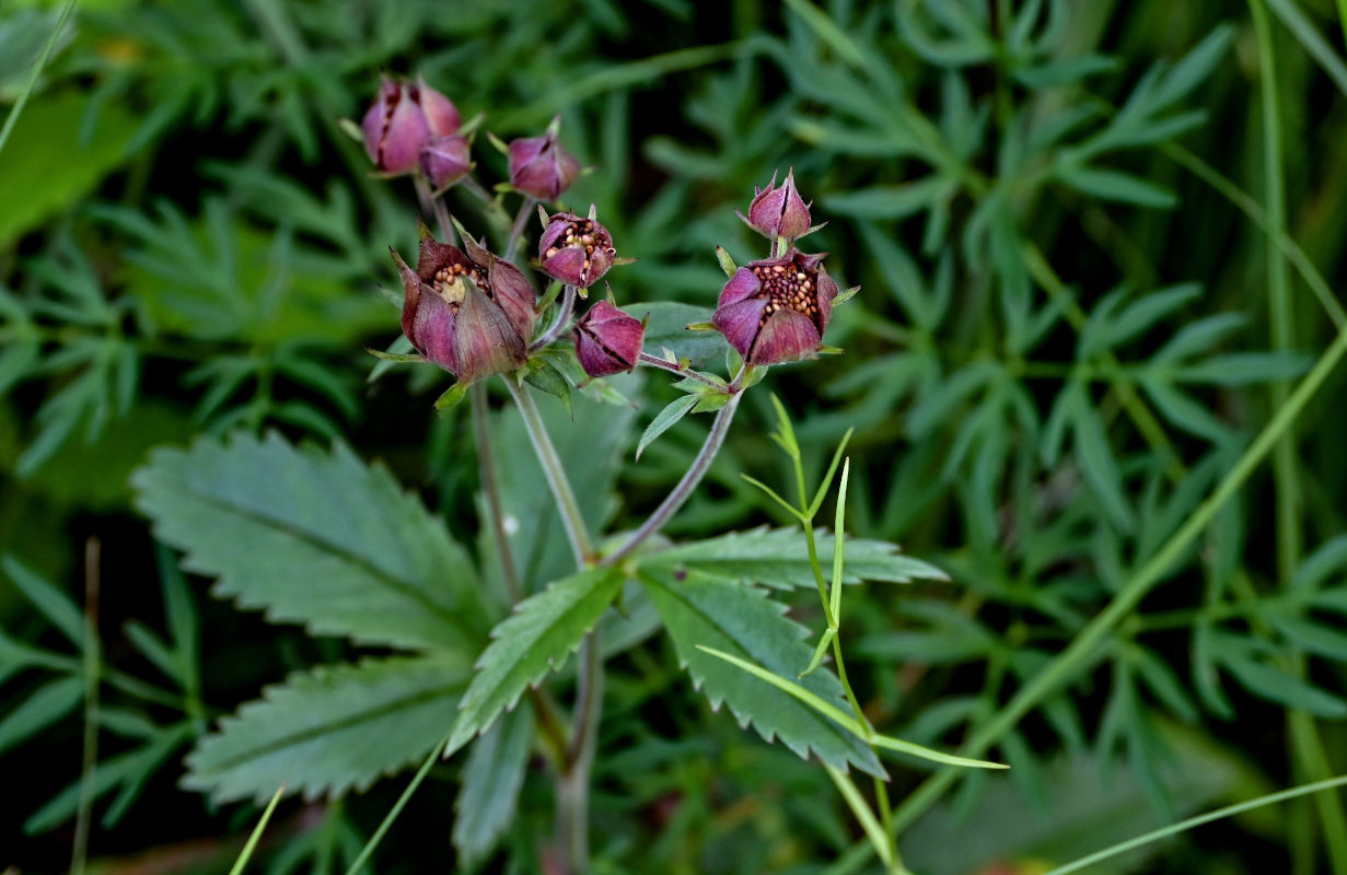 Image of Comarum palustre specimen.