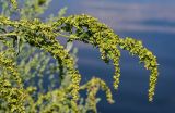 Atriplex sagittata. Соплодия. Московская обл., окр. г. Железнодорожный, дол. р. Чёрная, берег пруда, у воды. 26.08.2024.