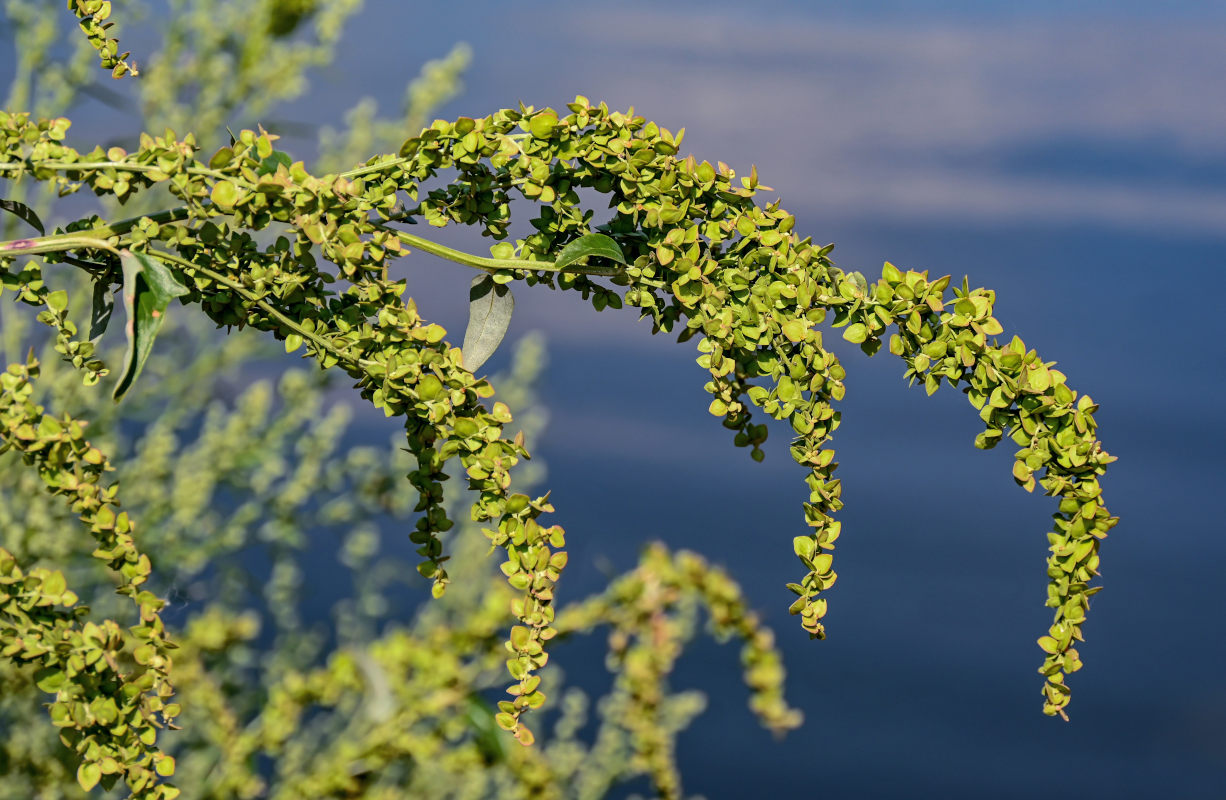 Image of Atriplex sagittata specimen.