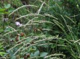 Calamagrostis arundinacea. Верхушки побегов с соплодиями. Краснодарский край, м/о Новороссийск, окр. с. Сукко, окр. оз. Сукко, левый борт долины. 14.06.2021.