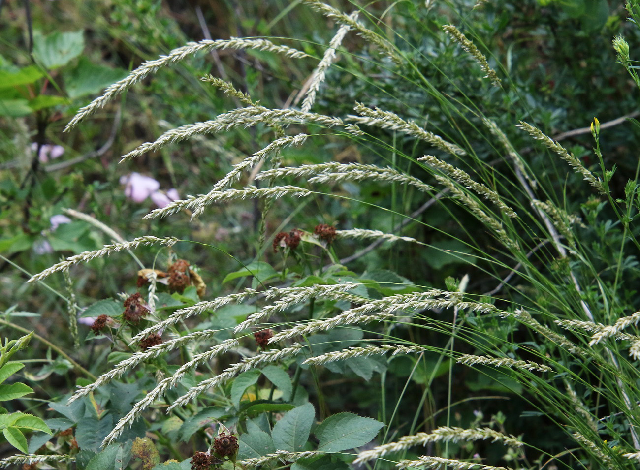 Image of Calamagrostis arundinacea specimen.