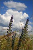 Echium vulgare