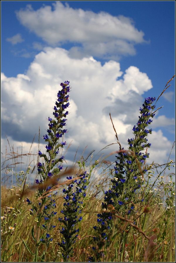 Изображение особи Echium vulgare.