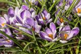 View full-size image Crocus vernus